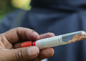 MAGA reforzó controles para prevenir casos de gusano barrenador./Foto: MAGA.