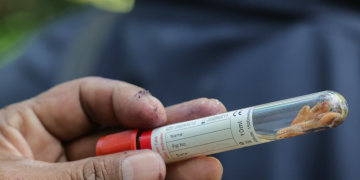 MAGA reforzó controles para prevenir casos de gusano barrenador./Foto: MAGA.