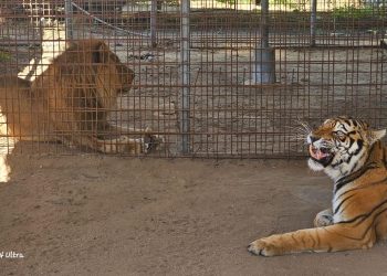 Diprona rescata a tigre y león que se encontraban en cautiverio en Zacapa
