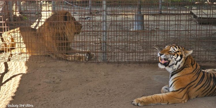 Diprona rescata a tigre y león que se encontraban en cautiverio en Zacapa