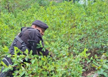 La hoja de coca se cultiva de manera ilícita en Guatemala en regiones montañosas, donde las autoridades las destruyen.
