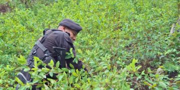 La hoja de coca se cultiva de manera ilícita en Guatemala en regiones montañosas, donde las autoridades las destruyen.