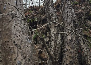 Vista de parte del tallo de la especie Spirotheca zapotillana, descubierta en Ecuador, en un bosque cercano a la frontera con Perú.