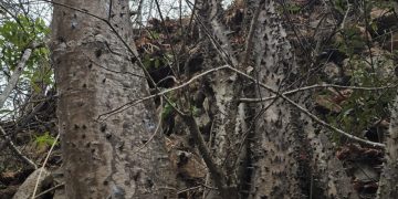Vista de parte del tallo de la especie Spirotheca zapotillana, descubierta en Ecuador, en un bosque cercano a la frontera con Perú.
