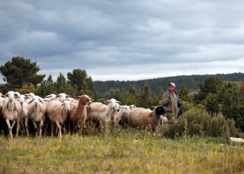 La FAO designó el 2026 como el Año Internacional de los Pastizales y los Labradores