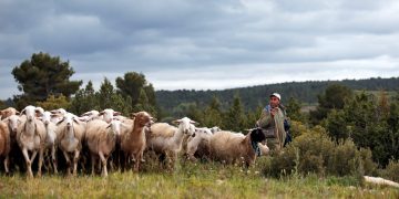 La FAO designó el 2026 como el Año Internacional de los Pastizales y los Labradores