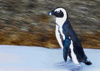 La falta de alimentos ha hecho que un alto porcentaje de pingüinos muera en los primeros años de vida en Sudáfrica.