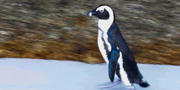 La falta de alimentos ha hecho que un alto porcentaje de pingüinos muera en los primeros años de vida en Sudáfrica.