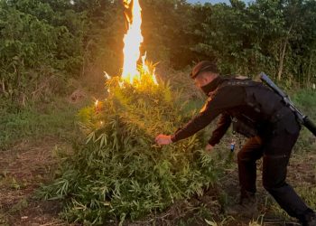 Destruyen plantación de marihuana en Petén. / Foto: PNC.