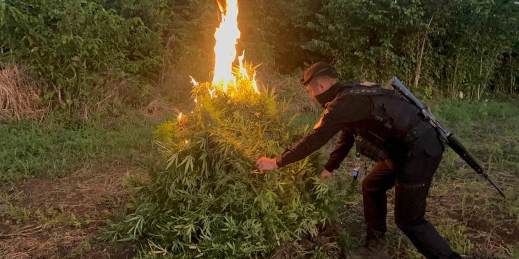 Destruyen plantación de marihuana en Petén. / Foto: PNC.