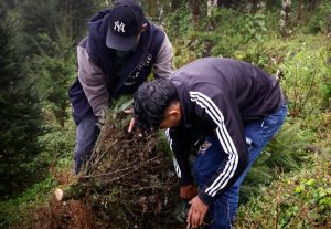 Visita a la plantación de don Arcadio, un agricultor que desde hace 15 años se dedica de manera responsable y sostenible al cultivo del pinabete. / Foto: Analí Camey.