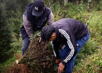 Visita a la plantación de don Arcadio, un agricultor que desde hace 15 años se dedica de manera responsable y sostenible al cultivo del pinabete. / Foto: Analí Camey.