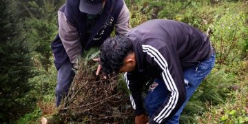 Visita a la plantación de don Arcadio, un agricultor que desde hace 15 años se dedica de manera responsable y sostenible al cultivo del pinabete. / Foto: Analí Camey.