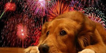 El MAGA reafirmó su compromiso de promover una cultura de respeto y cuidado hacia los animales. / Foto: Facultad de Ciencias Veterinarias y Pecuarias de la Universidad de Chile.