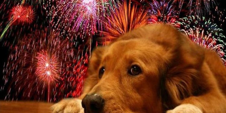 El MAGA reafirmó su compromiso de promover una cultura de respeto y cuidado hacia los animales. / Foto: Facultad de Ciencias Veterinarias y Pecuarias de la Universidad de Chile.