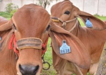 Emiten 602 Certificados de Registro Genealógico bovino correspondientes a ocho razas