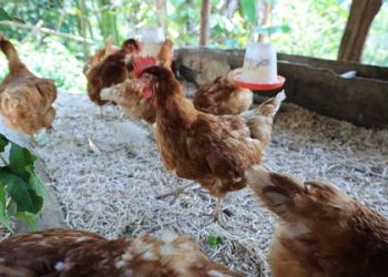 Vacunación de más de 388 millones de aves fortalece la sanidad avícola