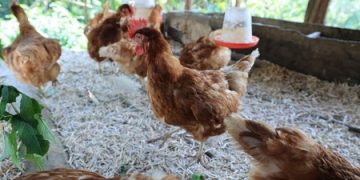 Vacunación de más de 388 millones de aves fortalece la sanidad avícola