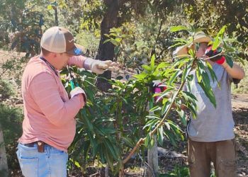 MAGA brinda capacitación sobre poda a agricultores. / Foto: MAGA.