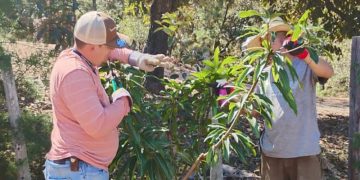 MAGA brinda capacitación sobre poda a agricultores. / Foto: MAGA.