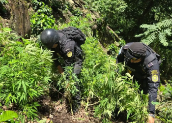 Atacar las plantaciones ilegales es una prioridad dentro de la política de seguridad, debido a que estas representan el primer eslabón de las economías criminales. / Foto: Mingob