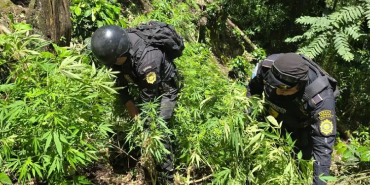 Atacar las plantaciones ilegales es una prioridad dentro de la política de seguridad, debido a que estas representan el primer eslabón de las economías criminales. / Foto: Mingob