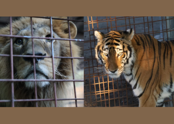 Según las recomendaciones del médico veterinario asignado al caso, los especímenes serán trasladados a un recinto que cumpla con las condiciones adecuadas. / Foto: Conap