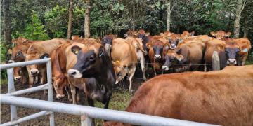 El MAGA destacó que la aplicación oportuna de la vacuna contra la rabia bovina no solo protege la salud del ganado, sino que también evita pérdidas económicas. / Foto: MAGA.