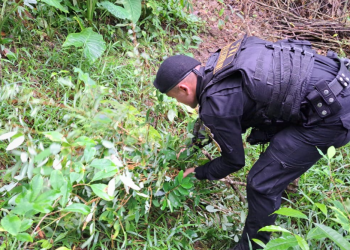 Las erradicaciones reportadas este fin de semana se suman a los operativos ejecutados durante los primeros 10 días de 2026. / Foto: PNC