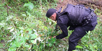 Las erradicaciones reportadas este fin de semana se suman a los operativos ejecutados durante los primeros 10 días de 2026. / Foto: PNC