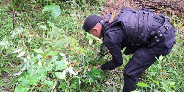 Las erradicaciones reportadas este fin de semana se suman a los operativos ejecutados durante los primeros 10 días de 2026. / Foto: PNC