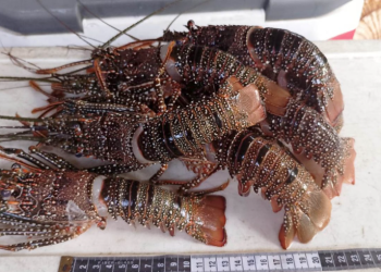 La veda se implementará en puntos estratégicos del litoral Atlántico guatemalteco. / Foto: MAGA