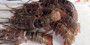 La veda se implementará en puntos estratégicos del litoral Atlántico guatemalteco. / Foto: MAGA