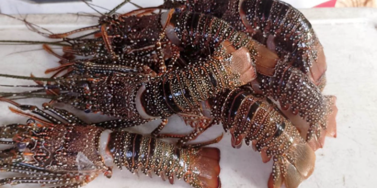 La veda se implementará en puntos estratégicos del litoral Atlántico guatemalteco. / Foto: MAGA