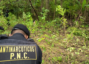 Fuerzas de seguridad logran la erradicación de más 12 mil hojas de coca en Petén
