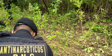 Fuerzas de seguridad logran la erradicación de más 12 mil hojas de coca en Petén