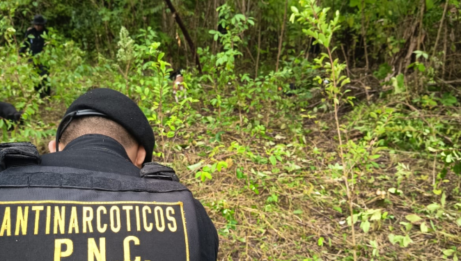 Fuerzas de seguridad logran la erradicación de más 12 mil hojas de coca en Petén