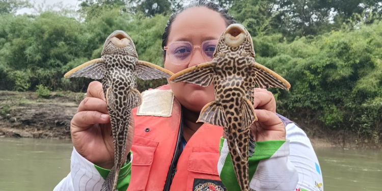 MAGA realiza estudio científico para identificar especies de peces en en el municipio de Sayaxché. (Foto: MAGA)