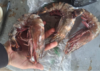 Las autoridades destacaron que el monitoreo permitió fortalecer los mecanismos de control en los desembarques pesqueros. / Foto: MAGA