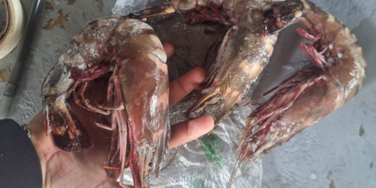 Las autoridades destacaron que el monitoreo permitió fortalecer los mecanismos de control en los desembarques pesqueros. / Foto: MAGA