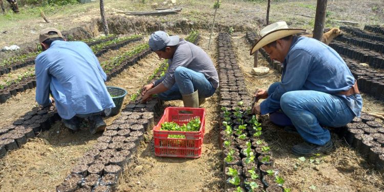 ENCA mantiene el compromiso con la formación y agricultura sostenible. (Foto: MAGA)