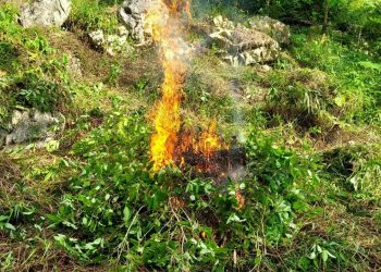 SGAIA erradica narcocultivos./Foto: PNC.