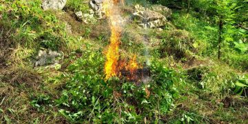 SGAIA erradica narcocultivos./Foto: PNC.