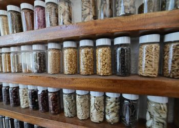 Guatemala resguarda semillas en la Bóveda Global de Svalbard en Noruega. (Foto: MAGA)