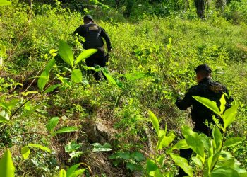 Hallan plantación de coca en zona de difícil acceso. / Foto: PNC.