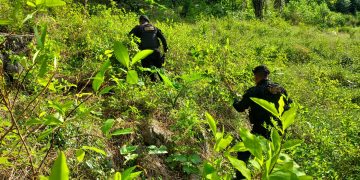 Hallan plantación de coca en zona de difícil acceso. / Foto: PNC.