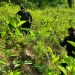 Hallan plantación de coca en zona de difícil acceso. / Foto: PNC.