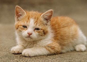 La prevención es la herramienta más efectiva contra la panleucopenia felina. / Foto: MAGA