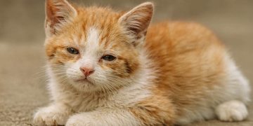 La prevención es la herramienta más efectiva contra la panleucopenia felina. / Foto: MAGA