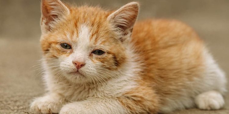 La prevención es la herramienta más efectiva contra la panleucopenia felina. / Foto: MAGA